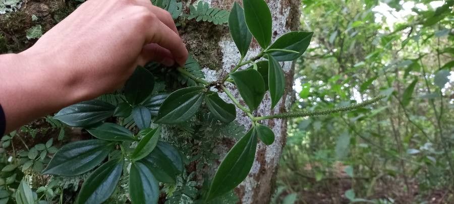 Peperomia san-joseana leaf