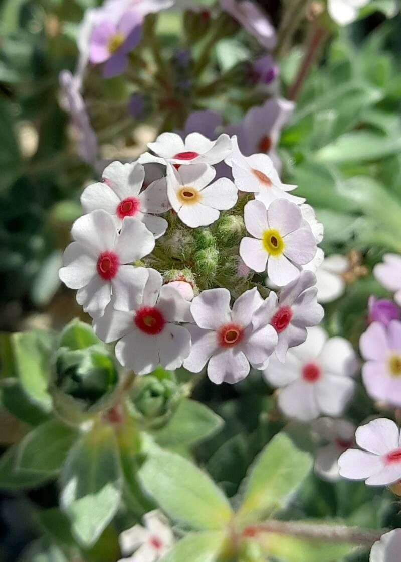 Androsace lanuginosa flower