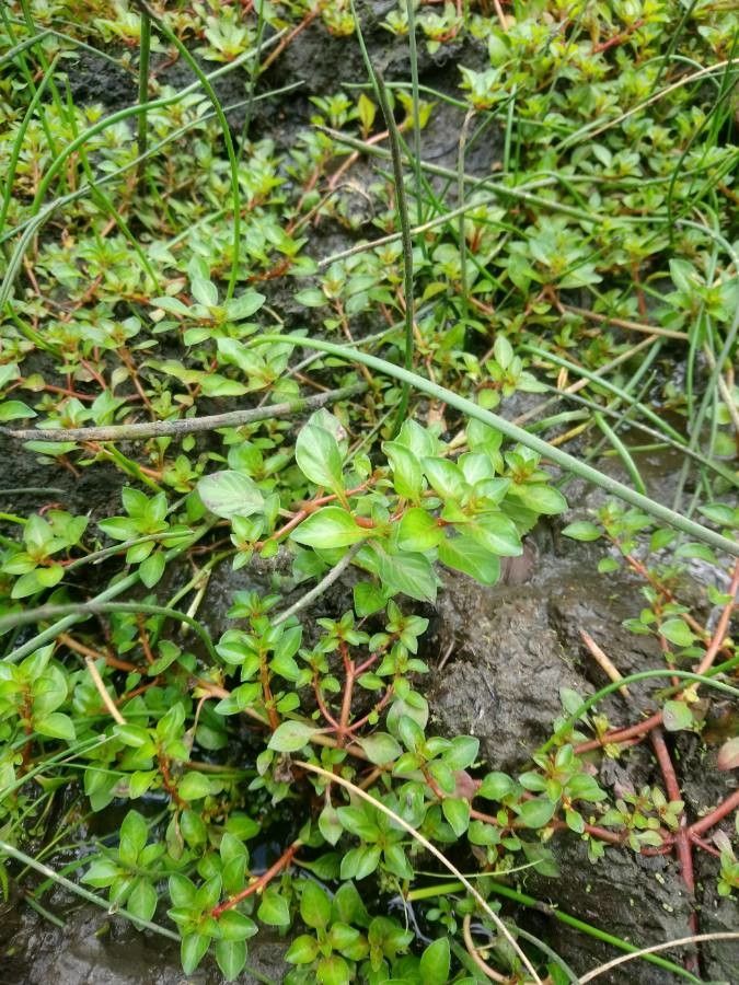 Ludwigia palustris