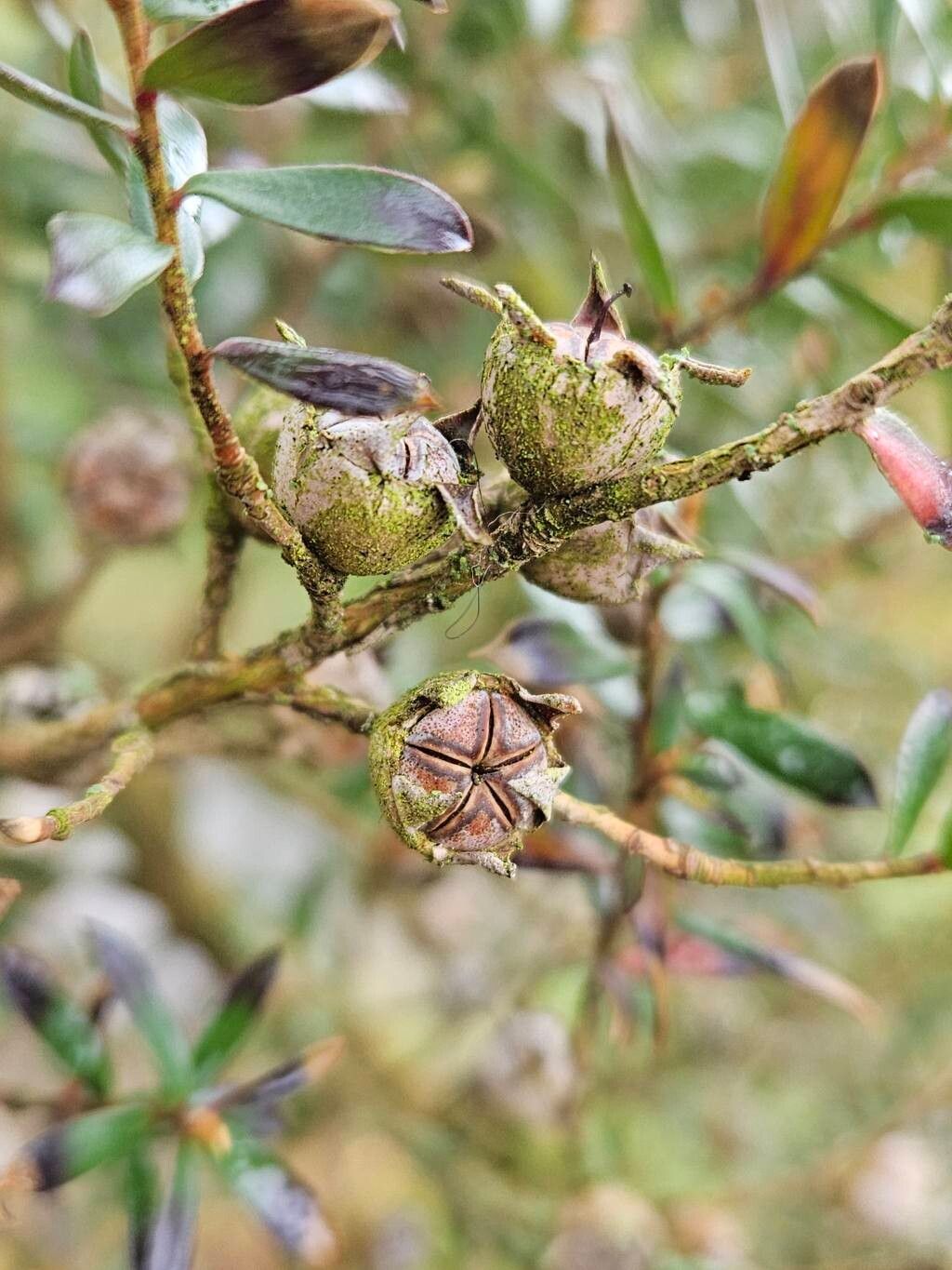 Leptospermum riparium fruit