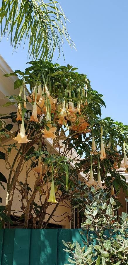 Brugmansia versicolor flower