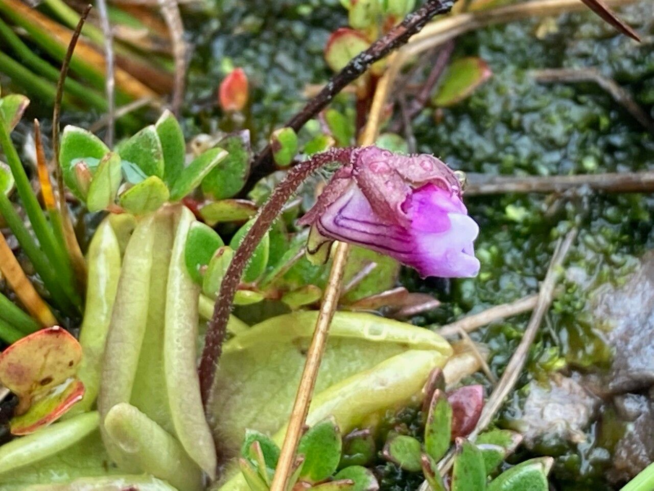 Pinguicula calyptrata flower