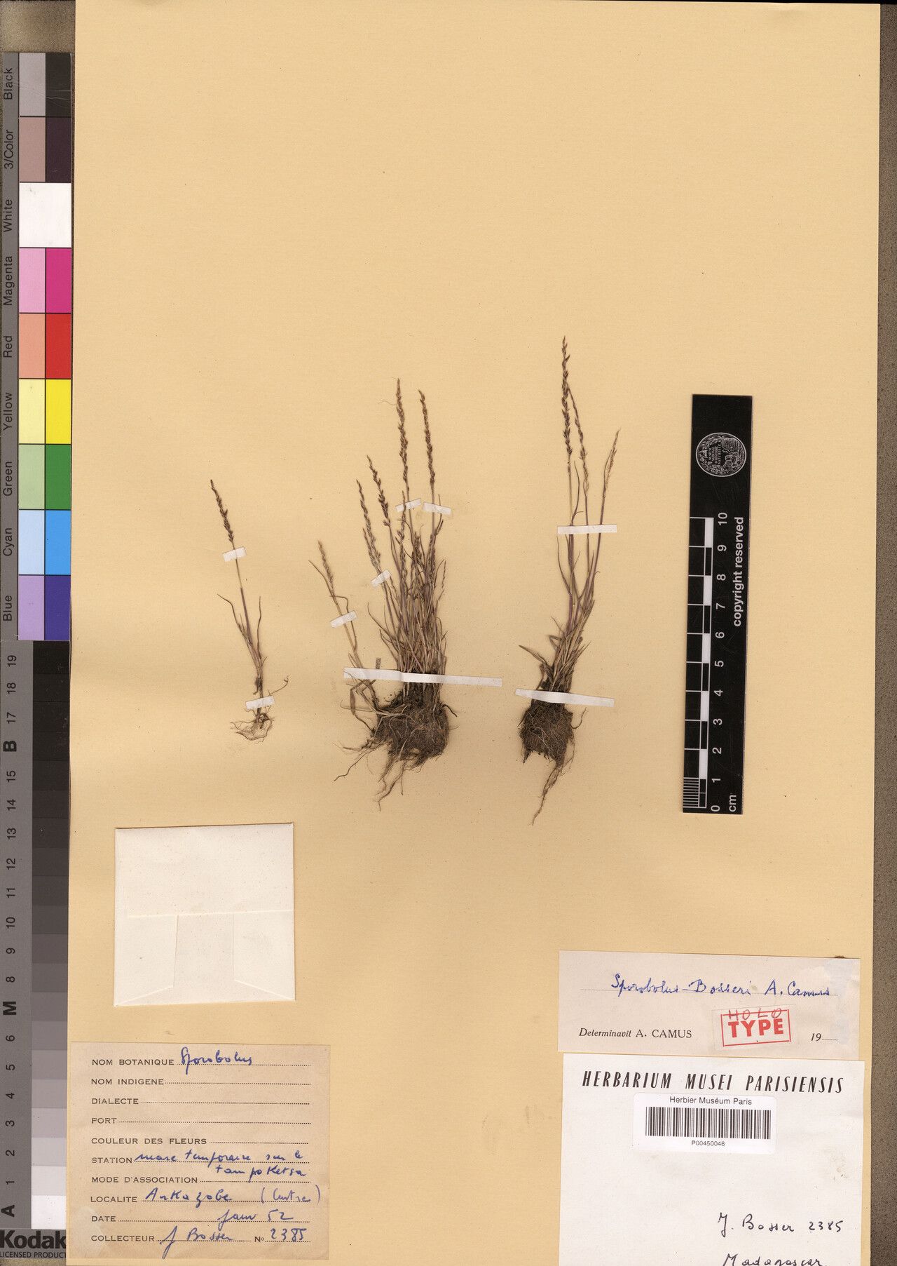 Sporobolus bosseri — houseplant care guide