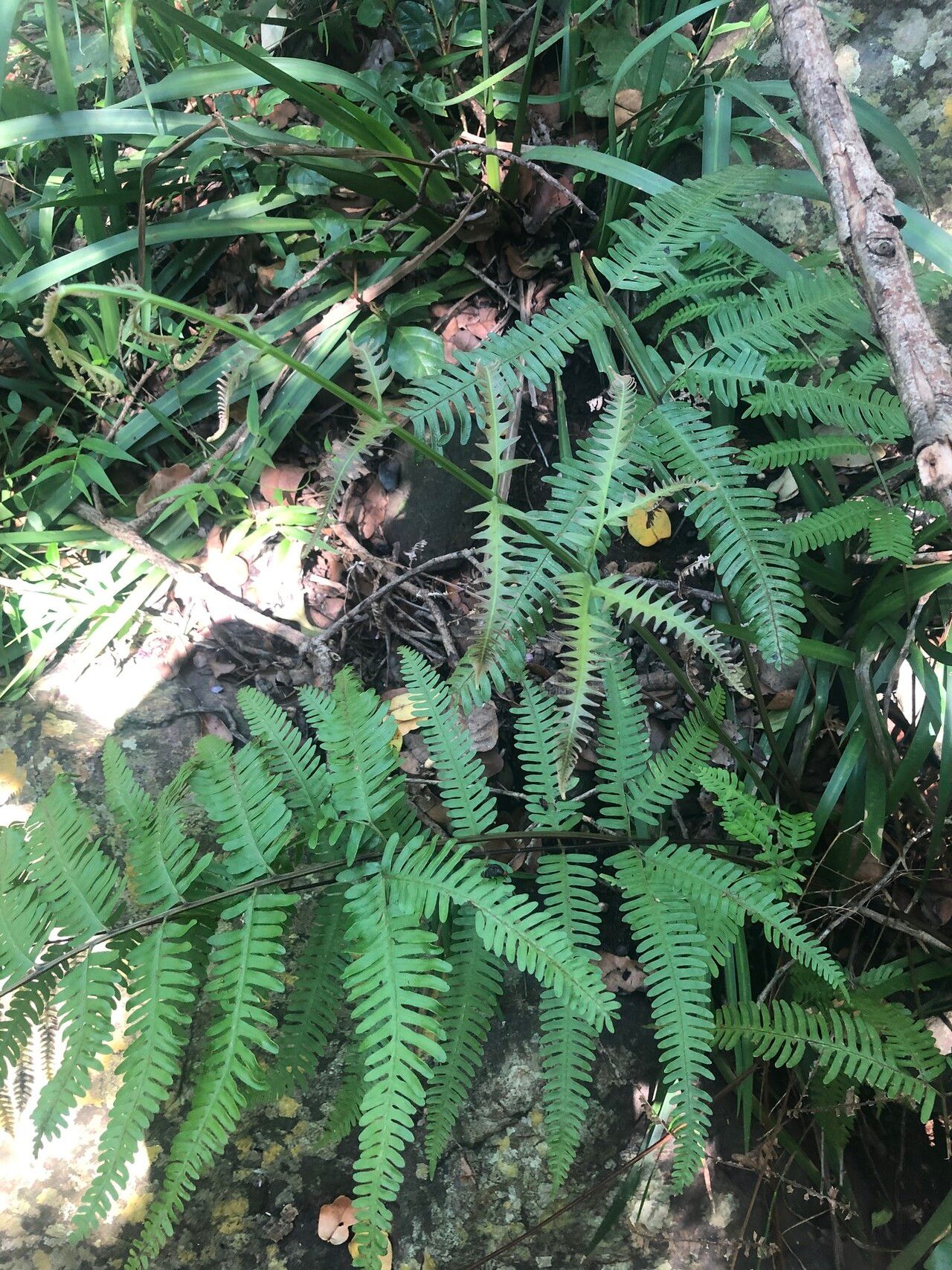 Pteris friesii habit