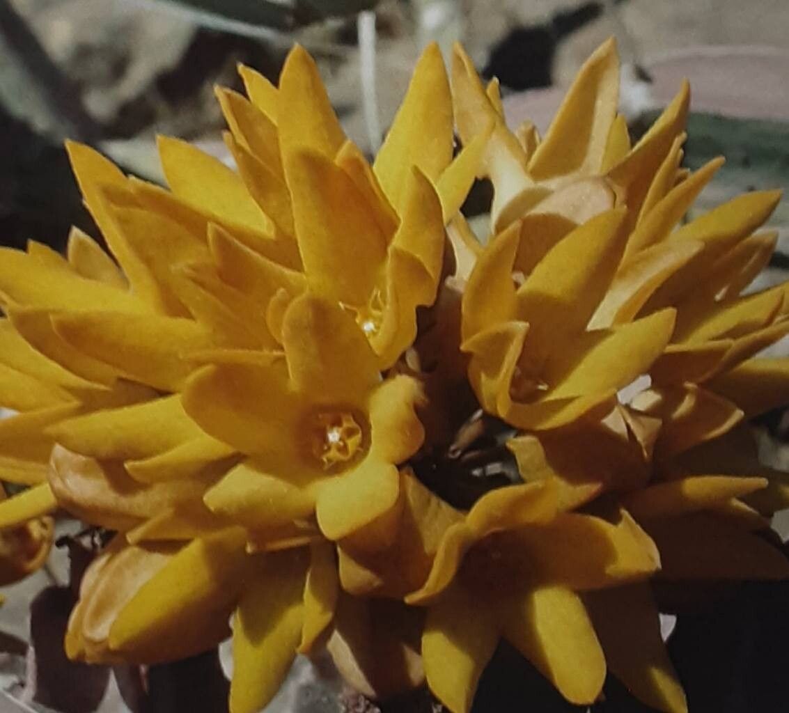 Desmidorchis flava flower