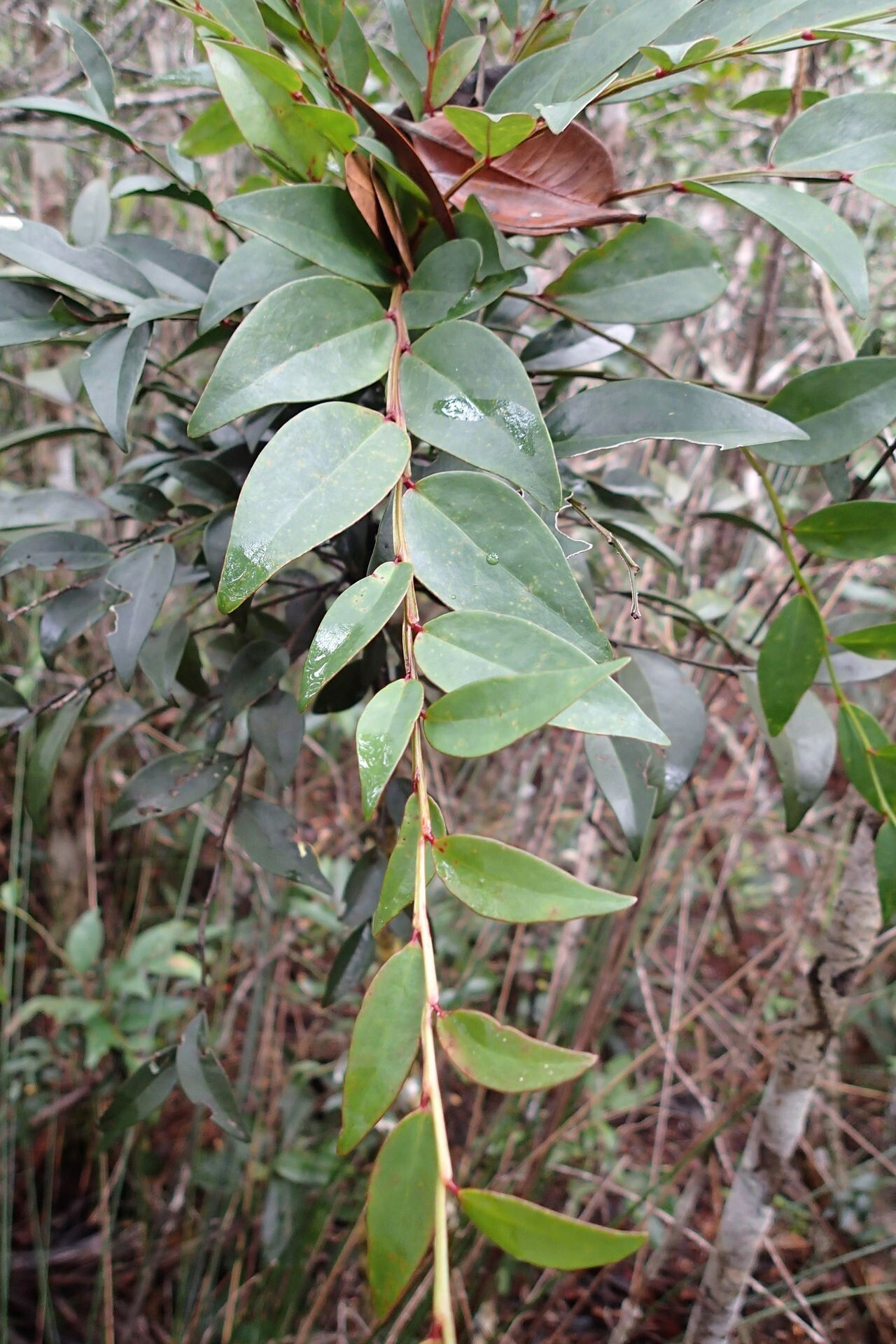 Phyllanthus favieri leaf