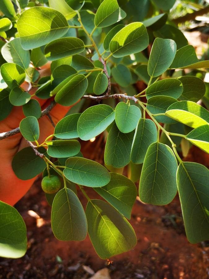 Pseudolachnostylis maprouneifolia — houseplant care guide