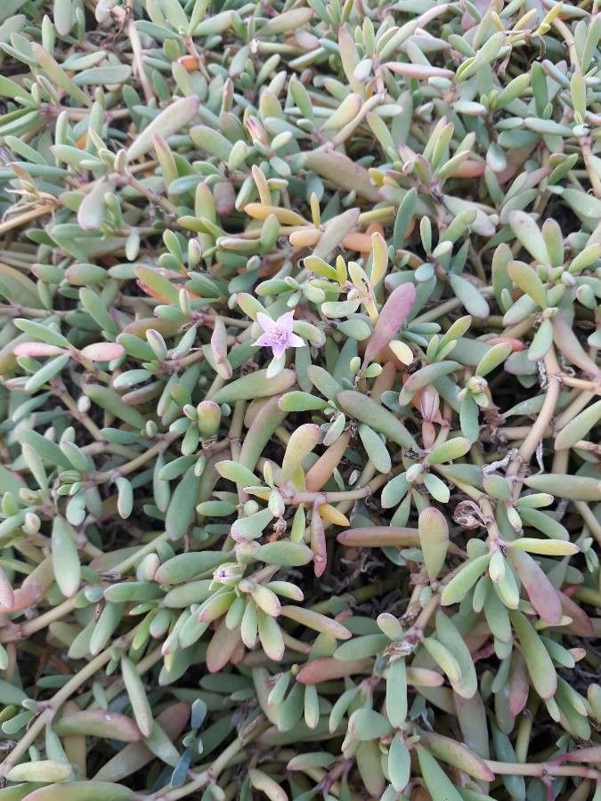 Sesuvium portulacastrum leaf