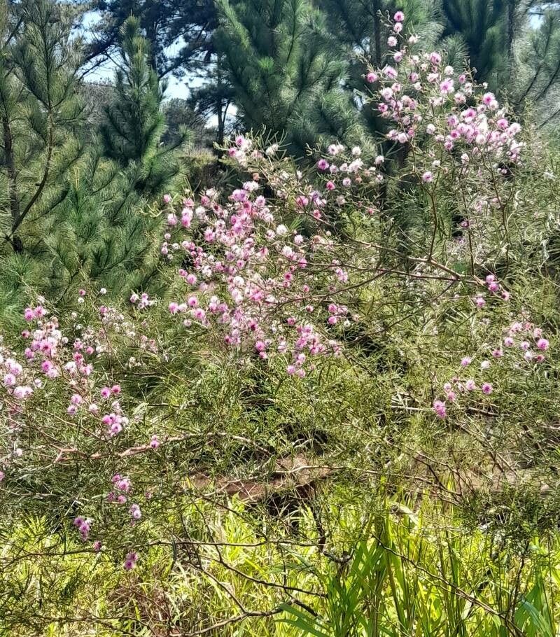 Mimosa bifurca habit