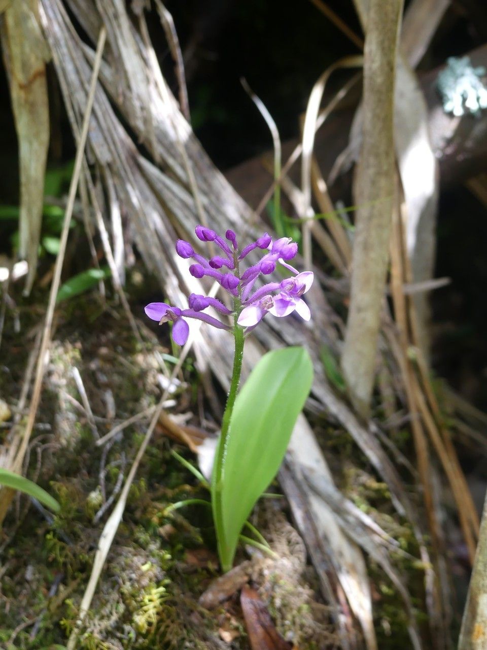 Cynorkis inermis habit