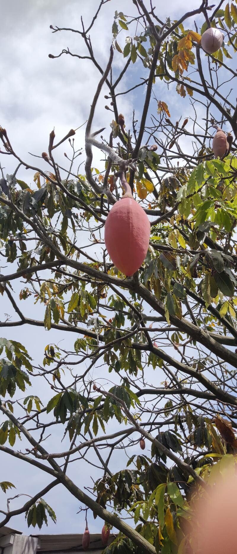Pseudobombax munguba fruit