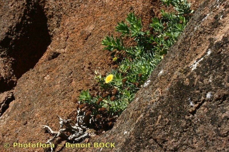 Vieraea laevigata bark