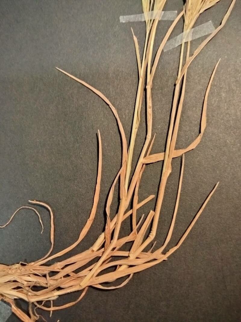 Bromus fasciculatus — search result for 'Bromus'