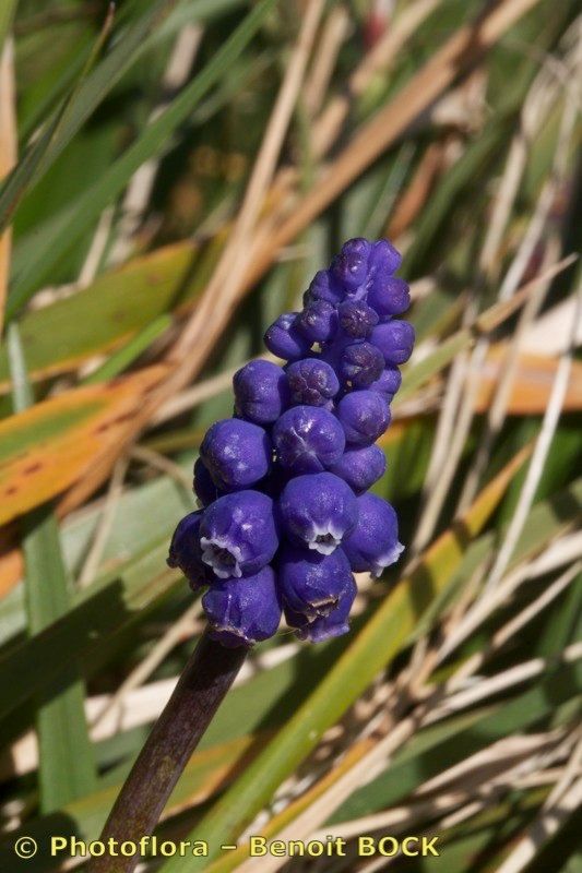 Muscari motelayi fruit