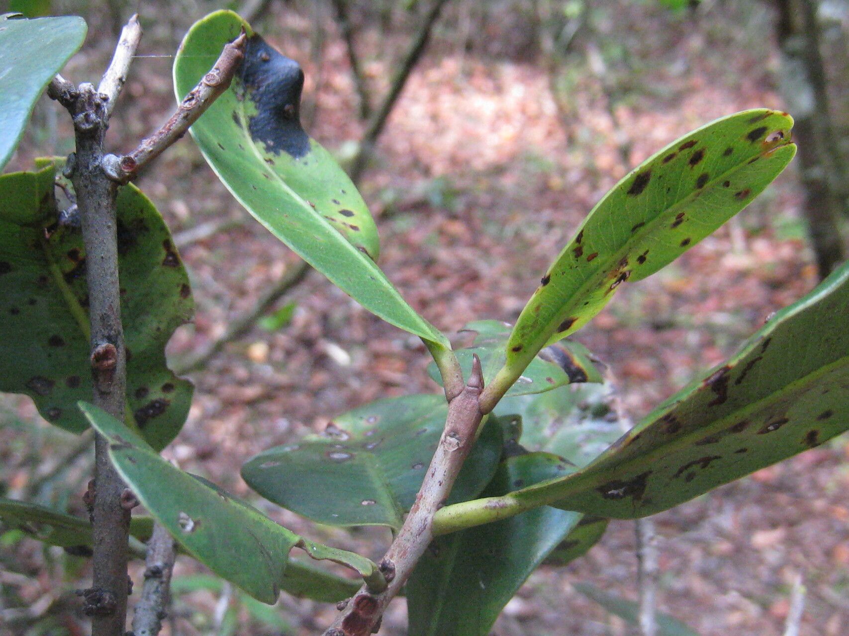 Pradosia schomburgkiana bark