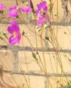 Phemeranthus teretifolius flower