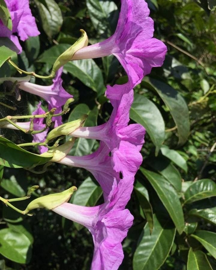 Bignonia corymbosa — related species from the same genus