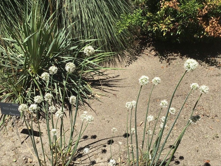 Allium fistulosum flower