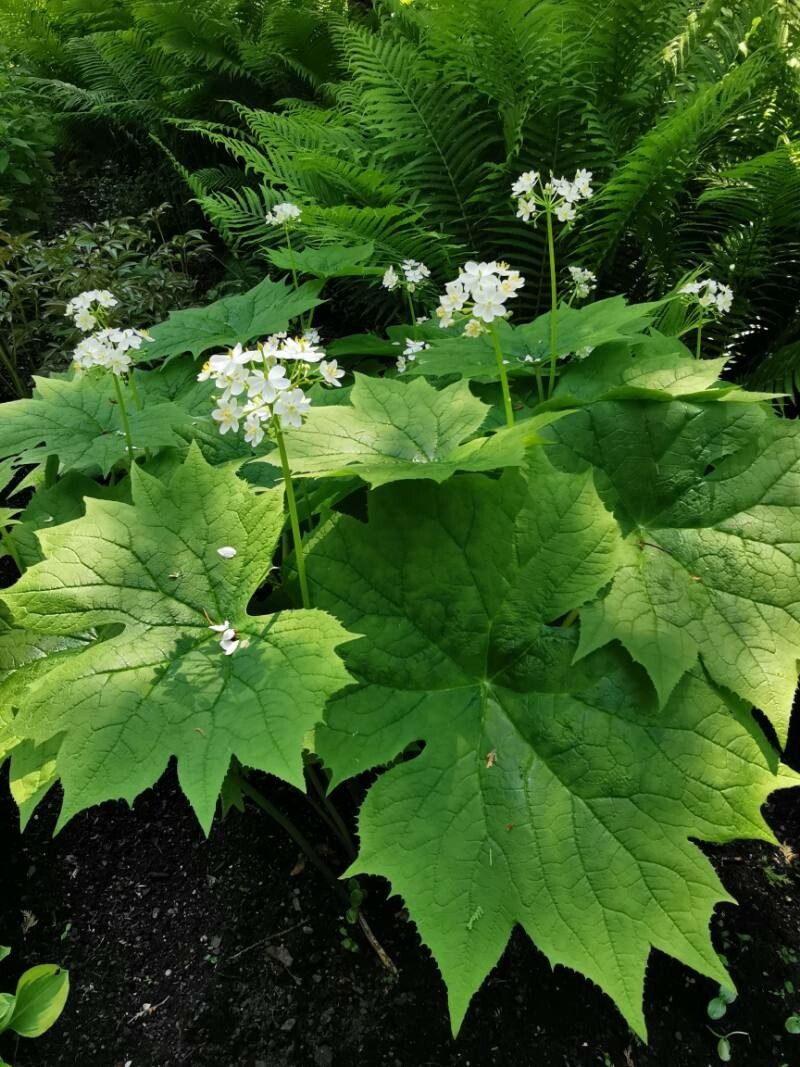 Podophyllum cymosum flower