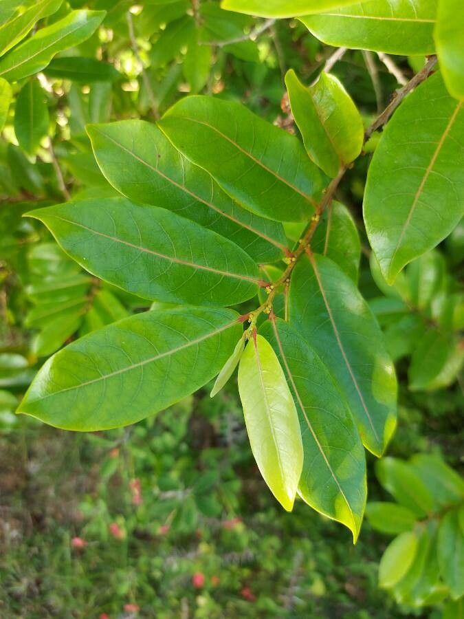 Phyllanthus billardierei — search result for 'Phyllanthus'