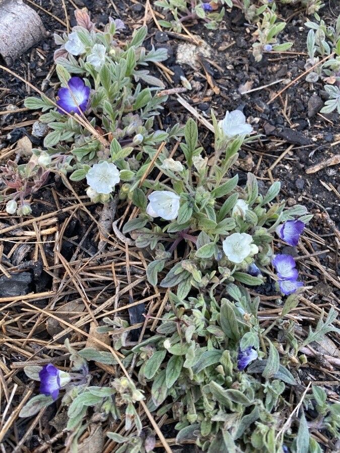 Phacelia curvipes flower