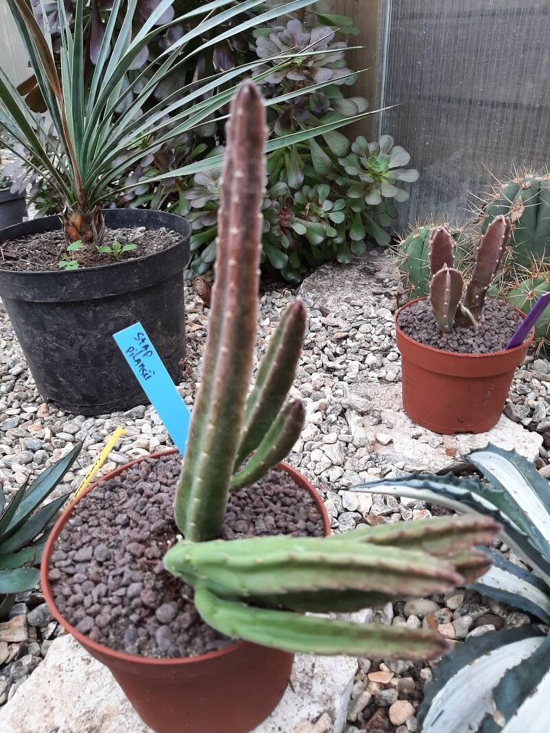 Stapelia pillansii — houseplant care guide