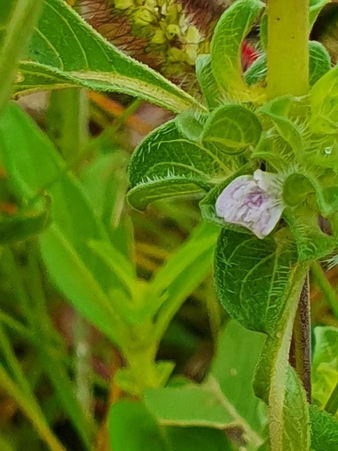 Justicia bracteata flower