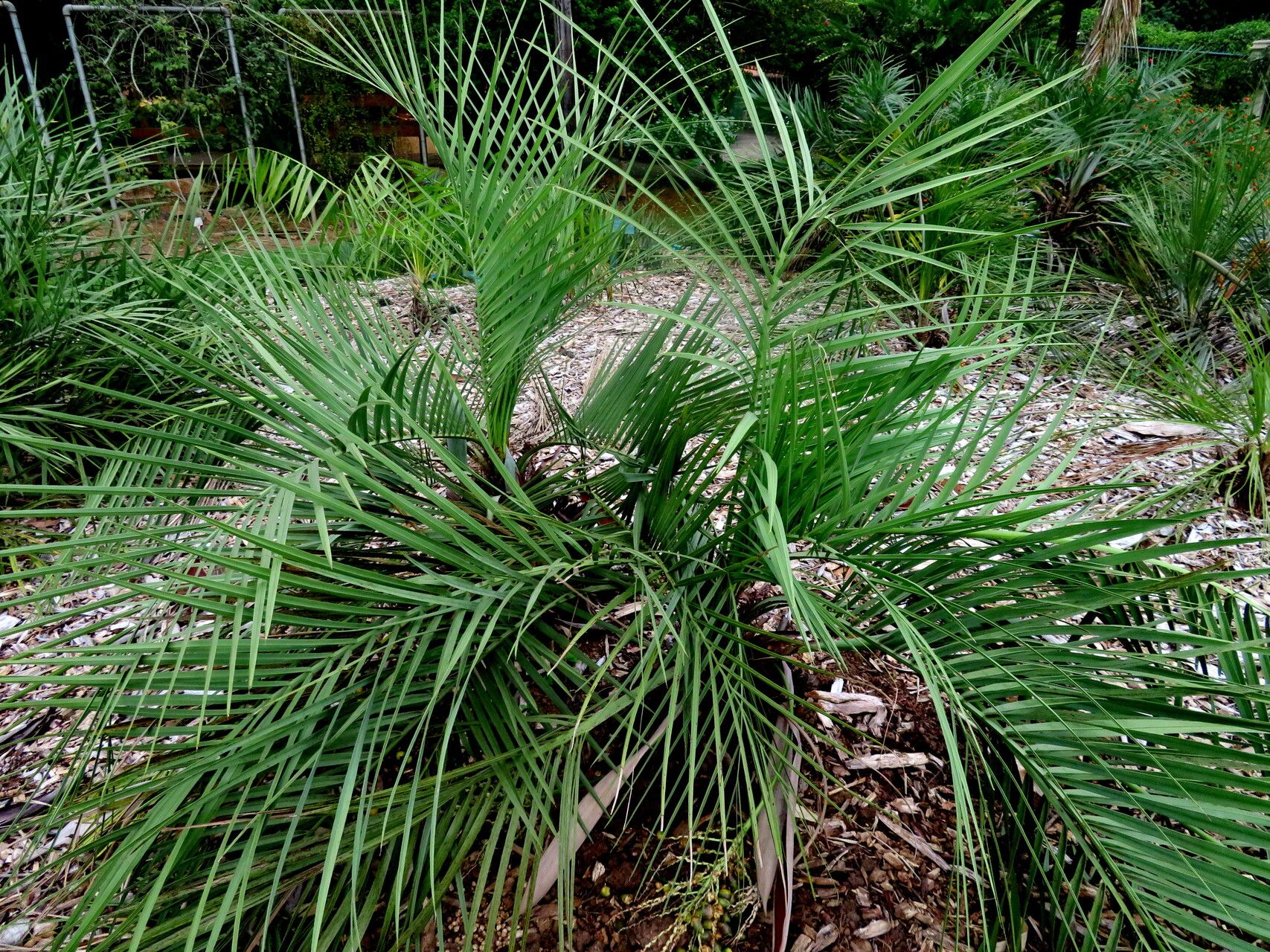 Butia matogrossensis habit