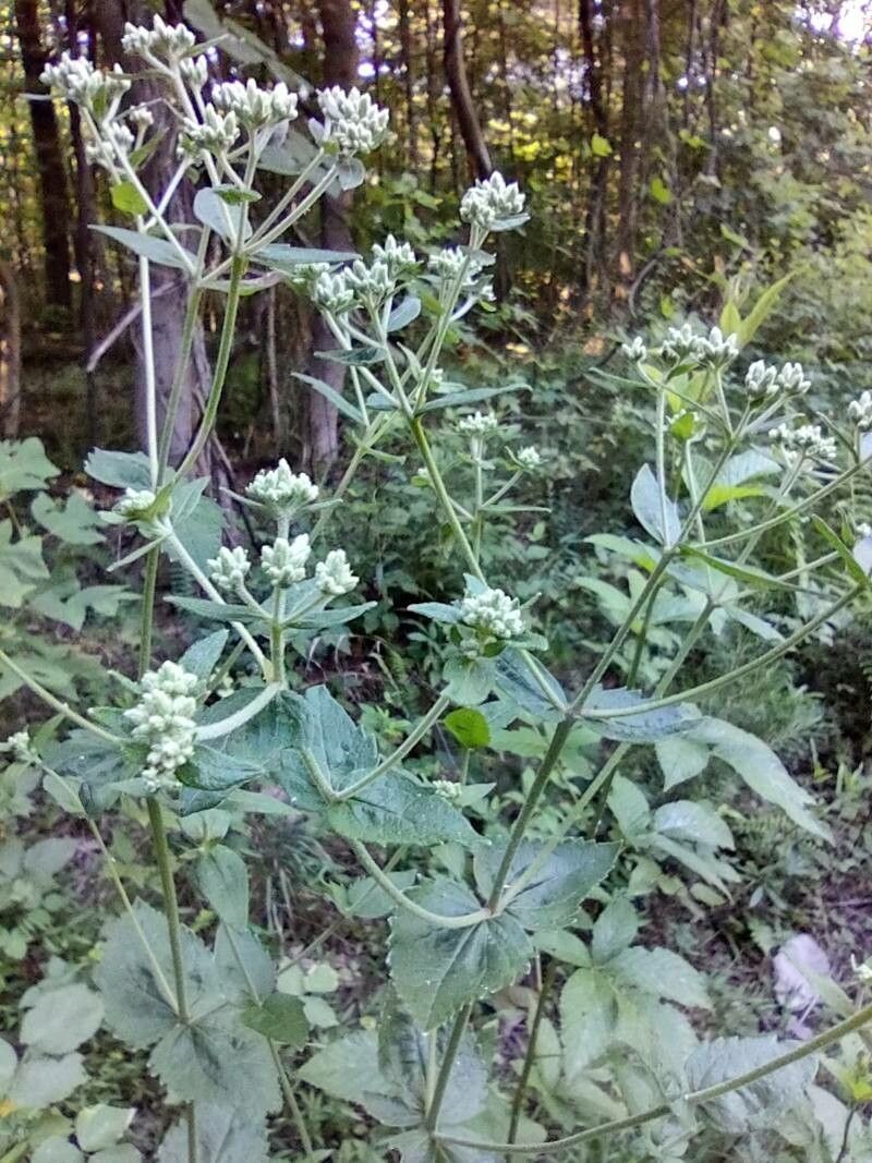 Eupatorium rotundifolium flower