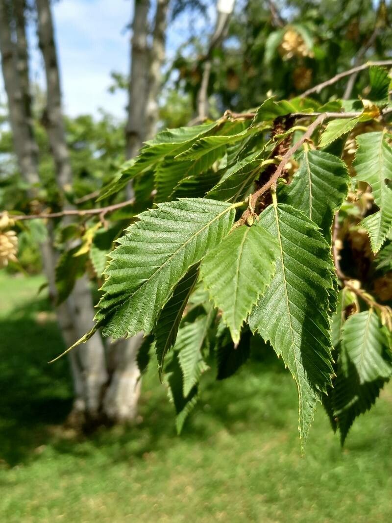 Ostrya japonica leaf
