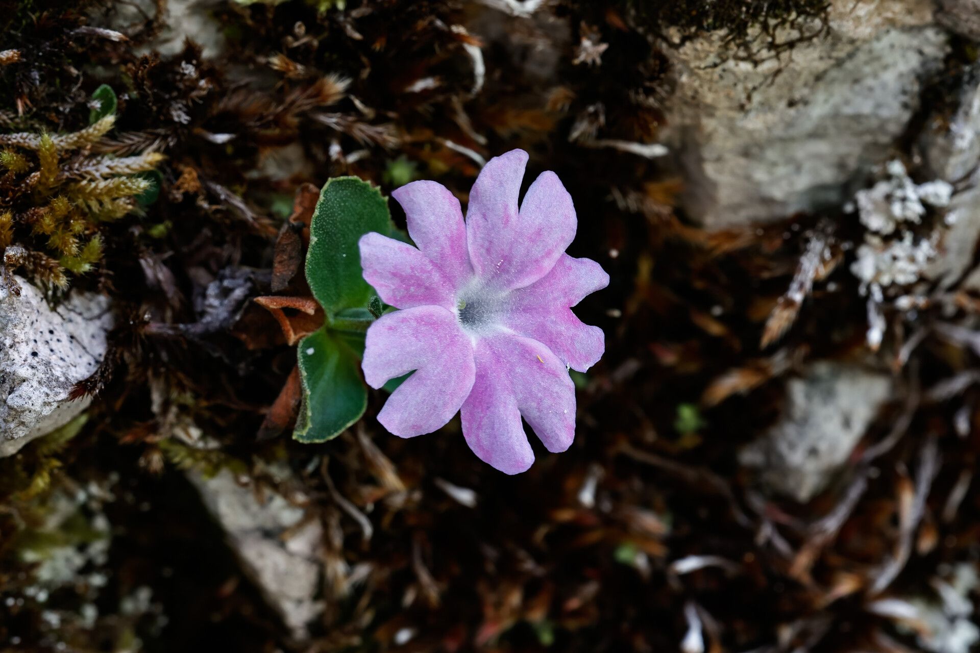 Primula tyrolensis flower
