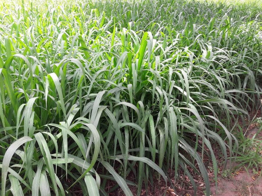 Panicum maximum leaf