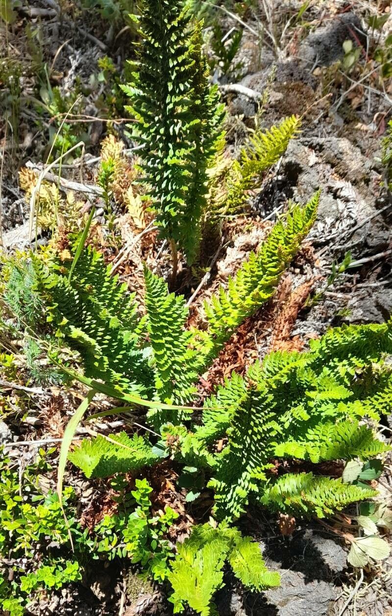 Polystichum plicatum habit