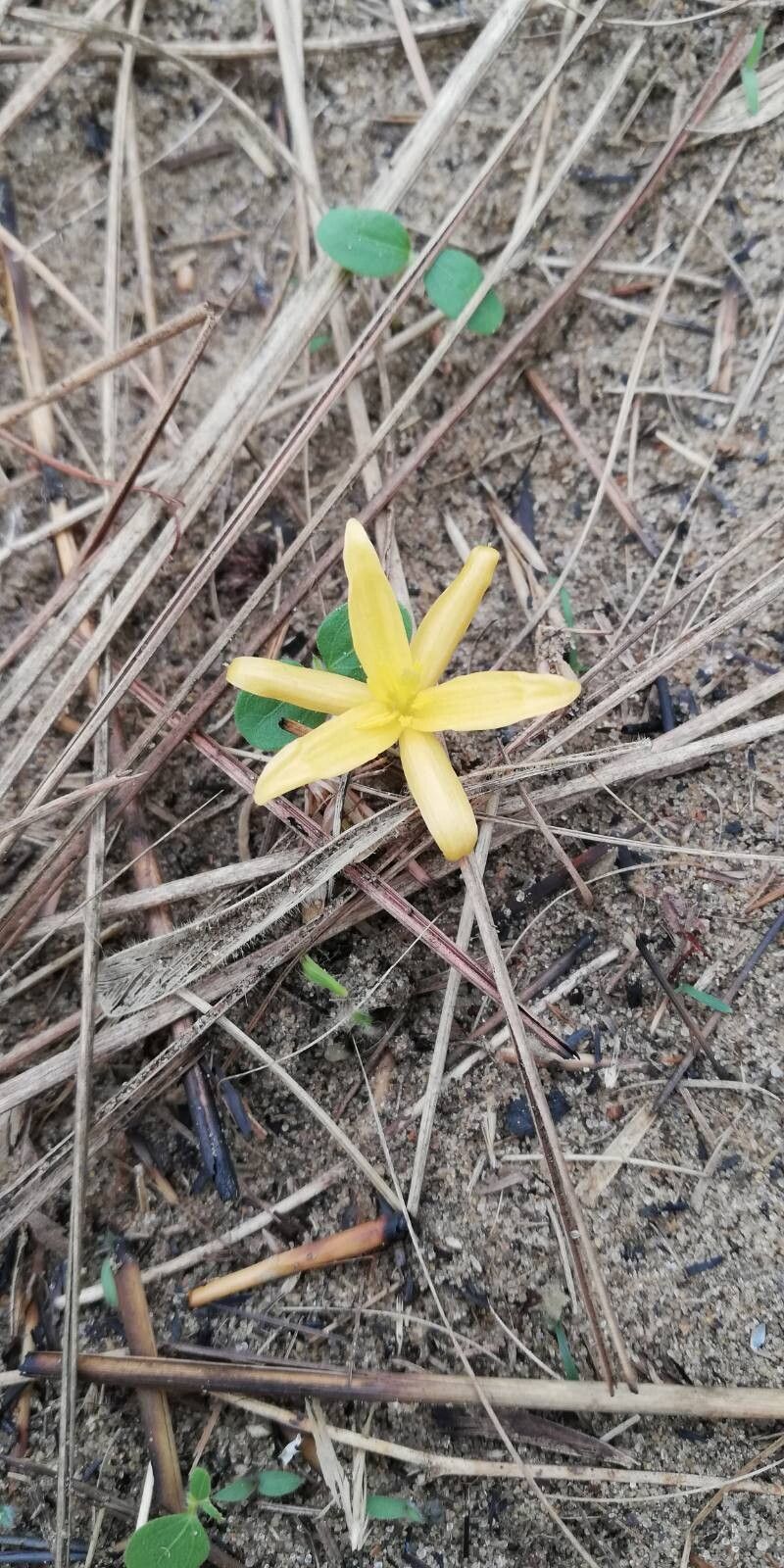 Hypoxis filiformis — search result for 'Hypoxis'