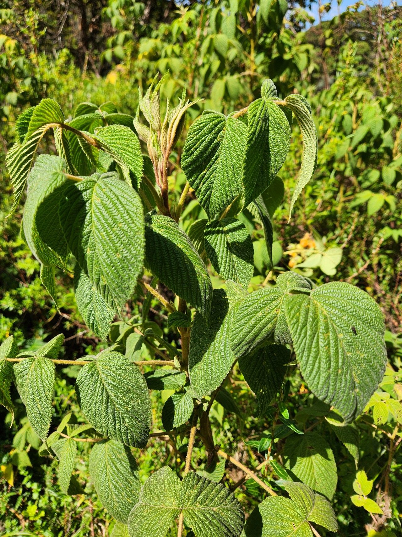 Rubus volkensii — houseplant care guide