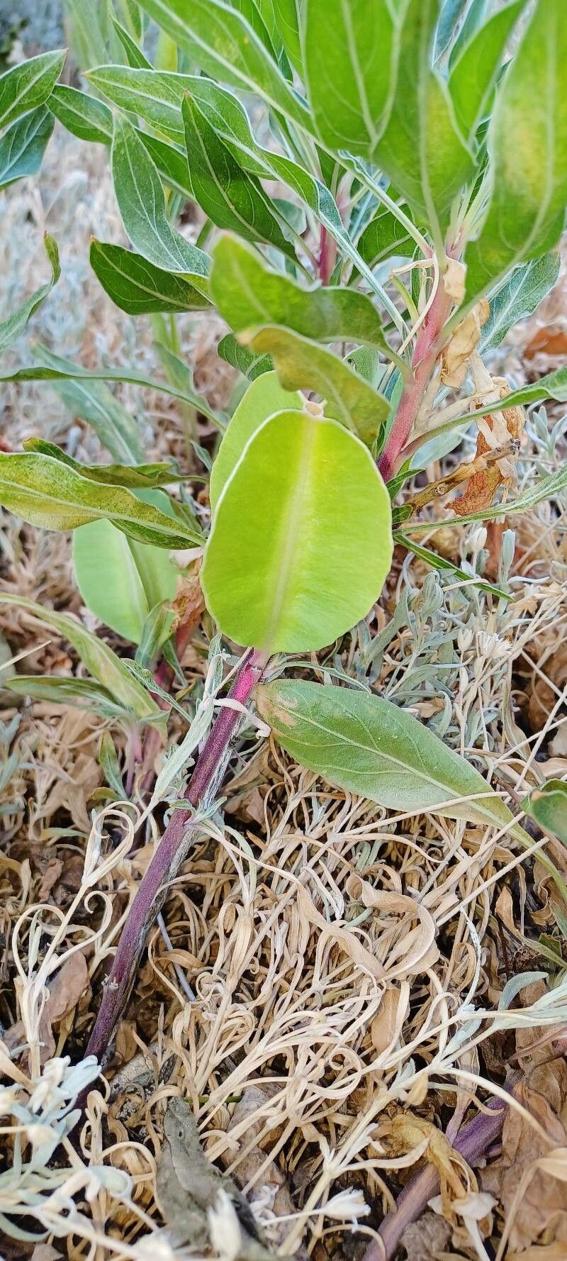 Oenothera macrocarpa fruit