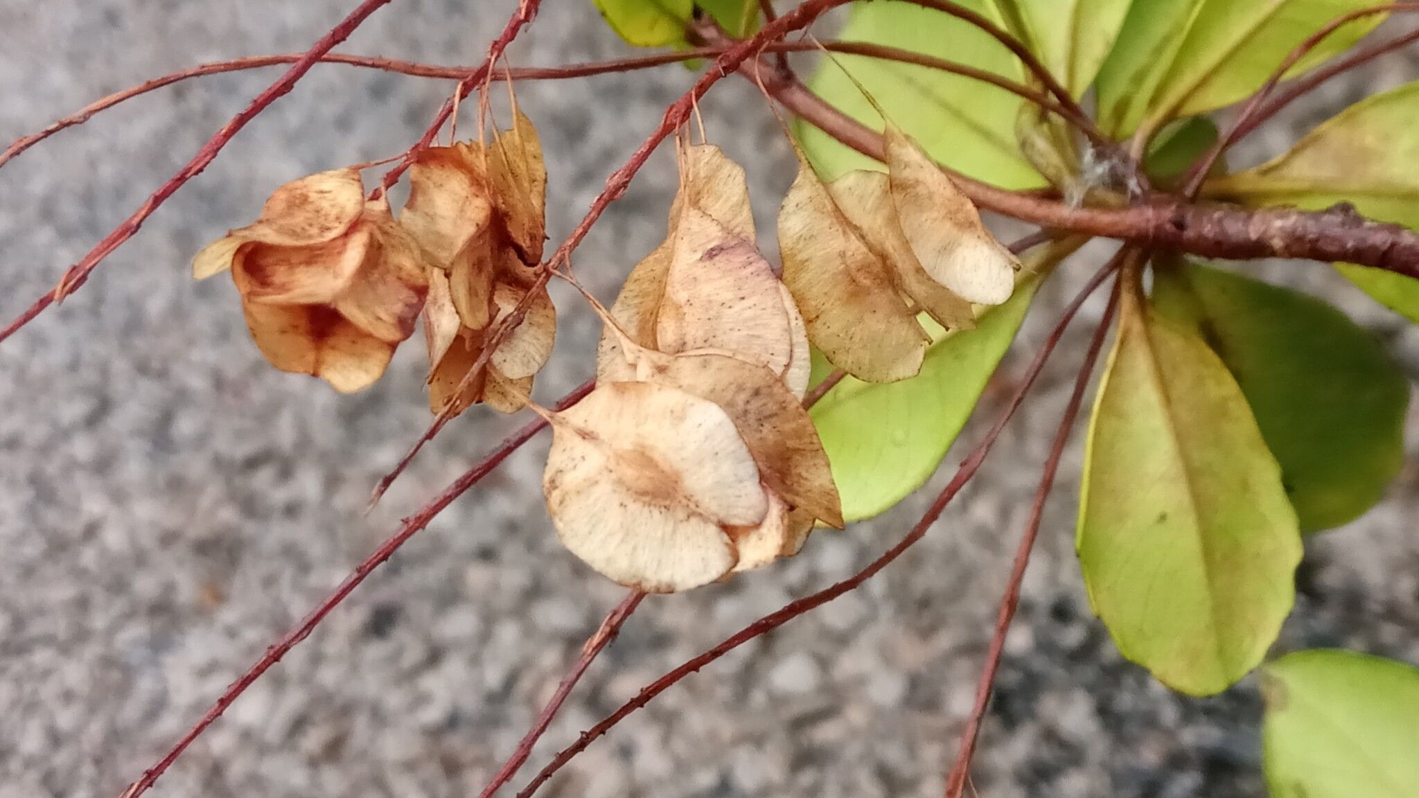 Terminalia perrieri fruit