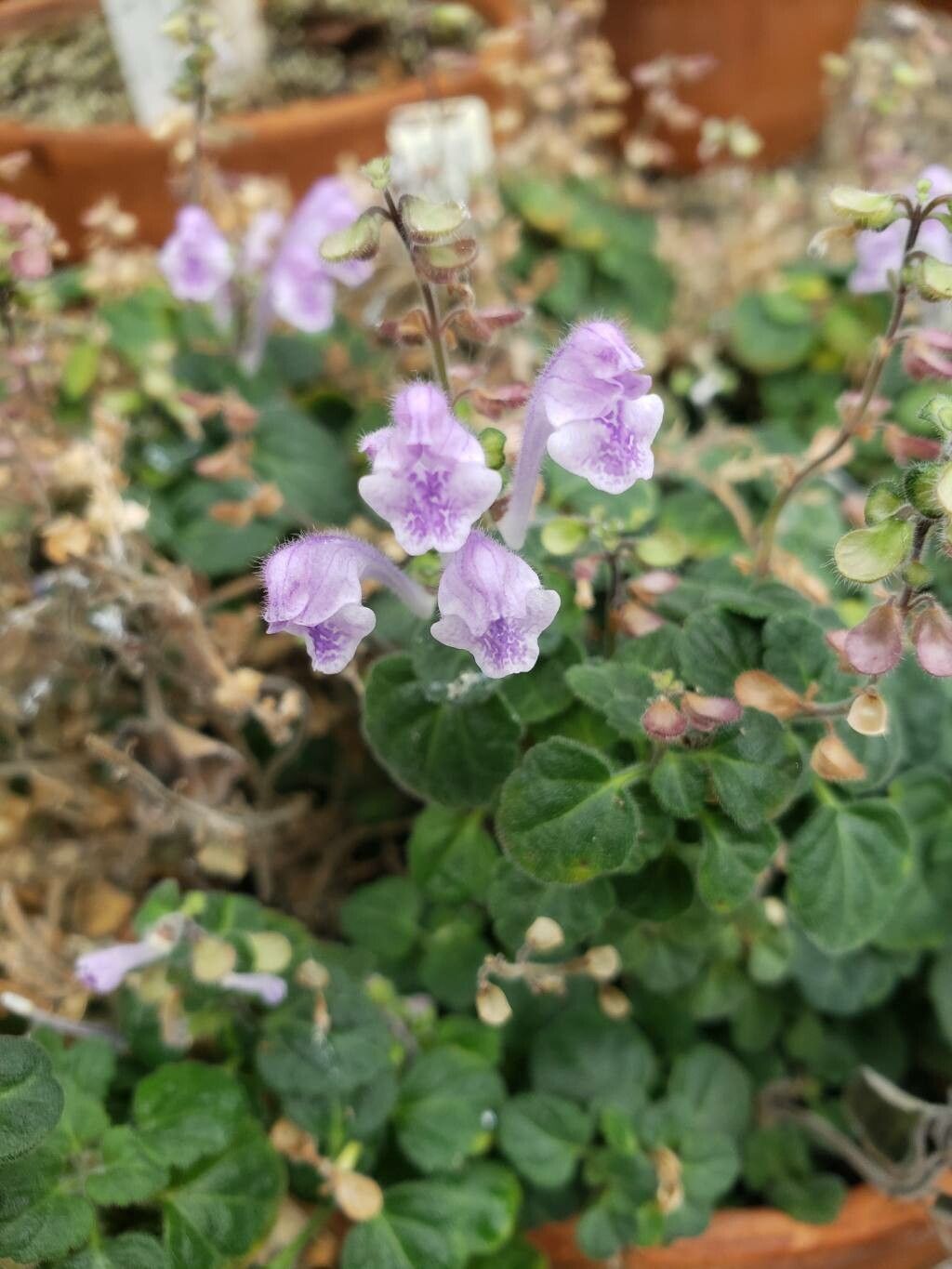 Scutellaria indica flower
