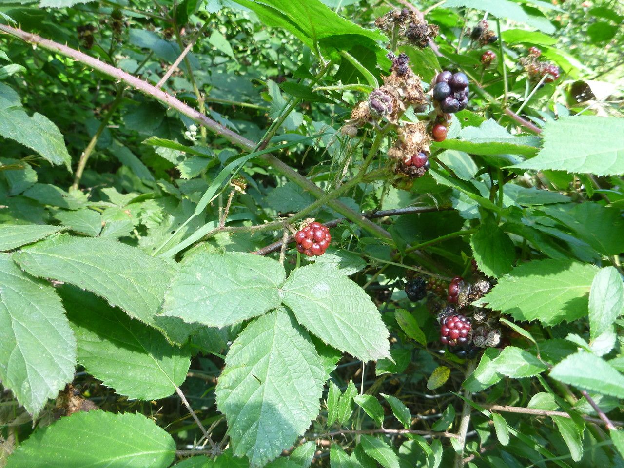 Rubus luticola other