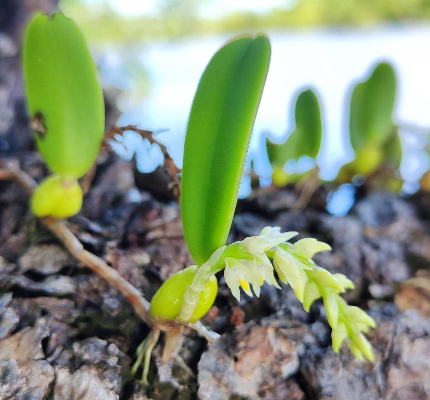 Bulbophyllum humblotii — houseplant care guide