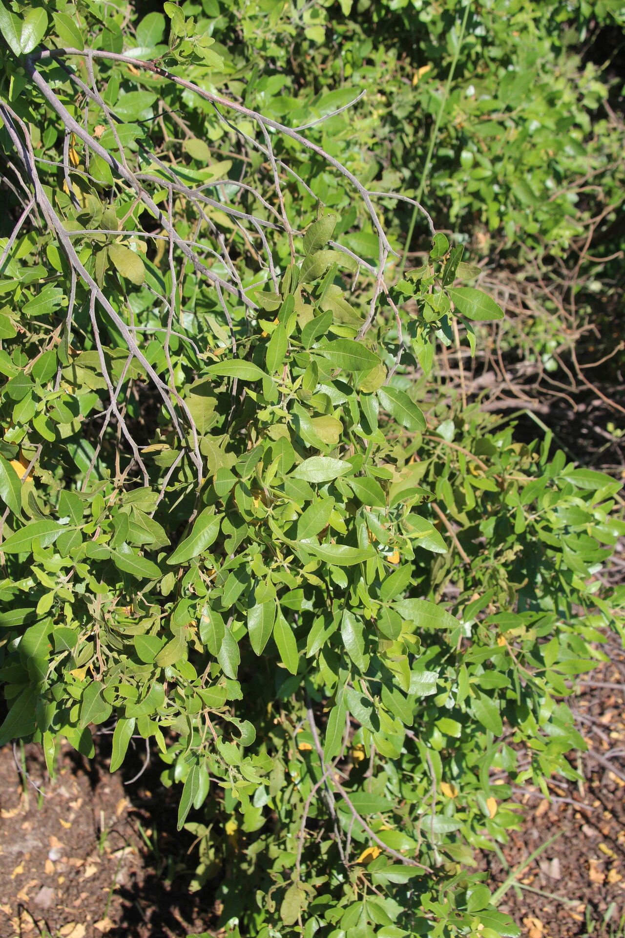 Searsia quartiniana habit