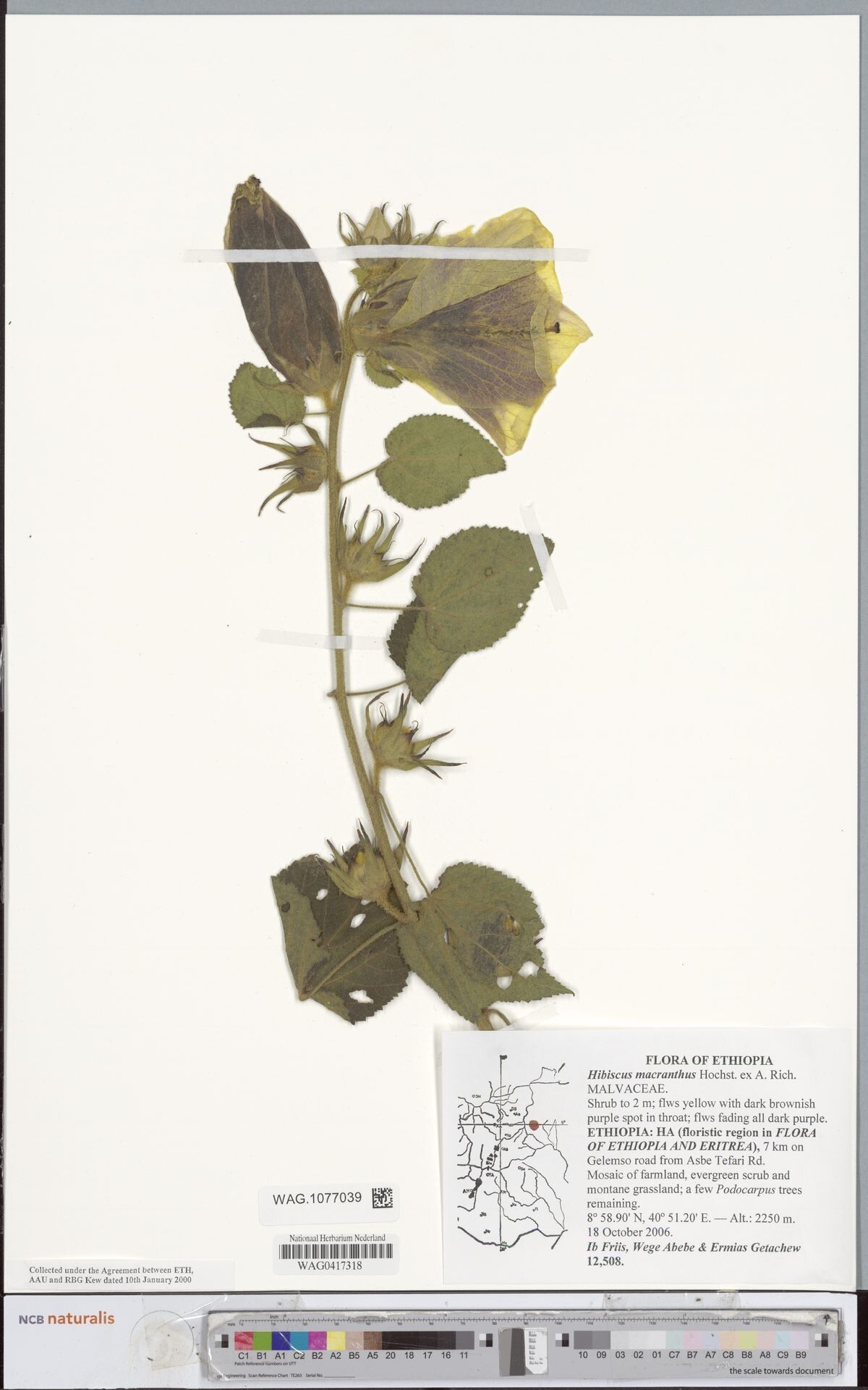 Hibiscus macranthus — houseplant care guide