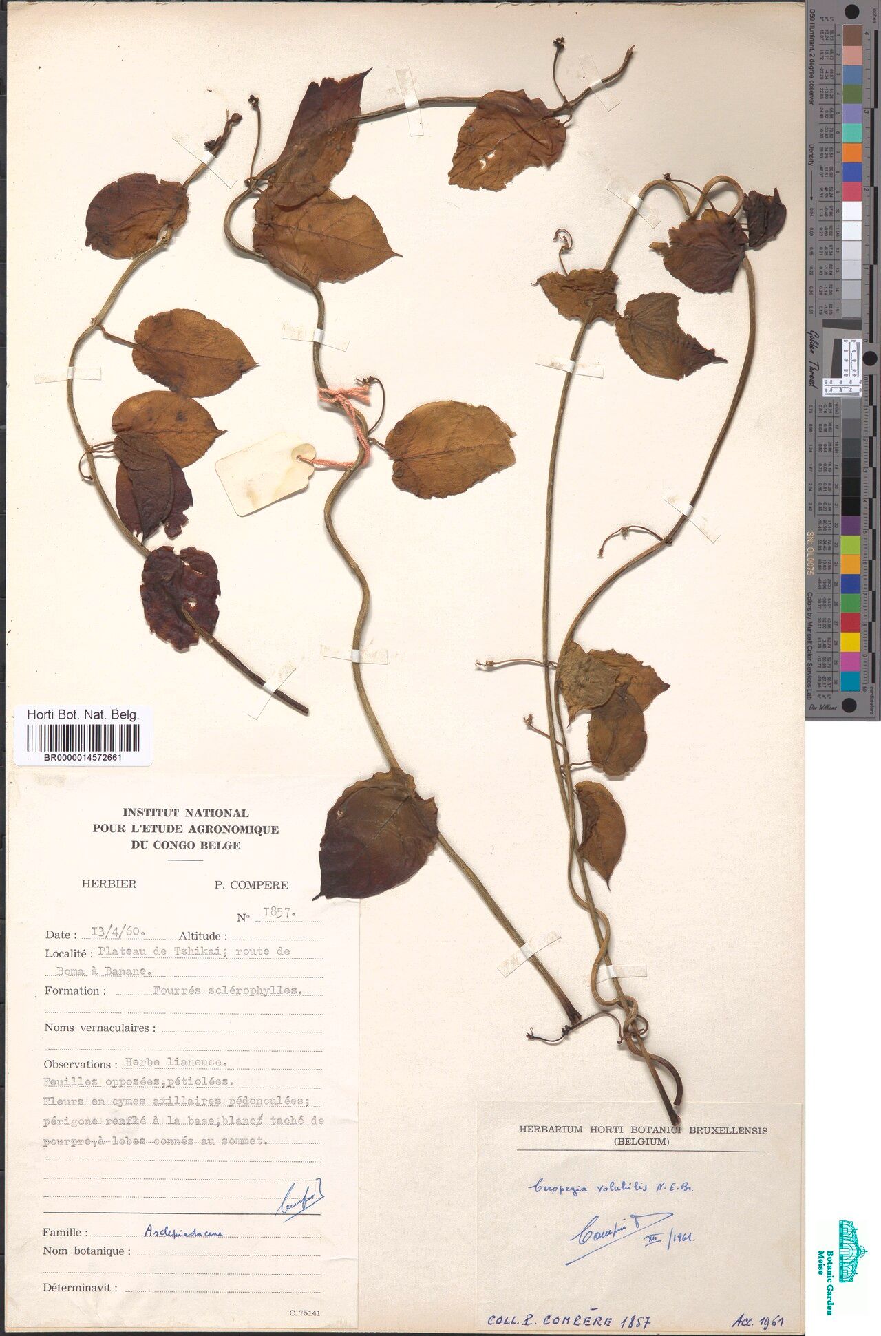 Ceropegia volubilis — search result for 'Ceropegia'