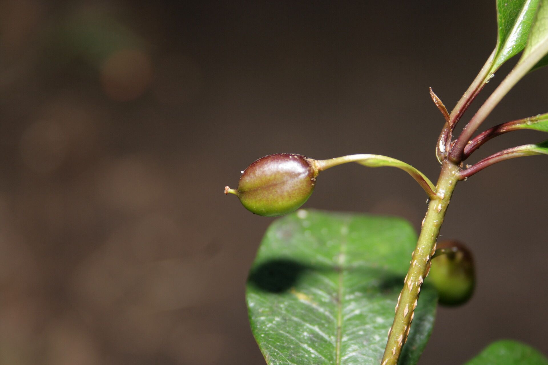 Pittosporum berberidoides fruit