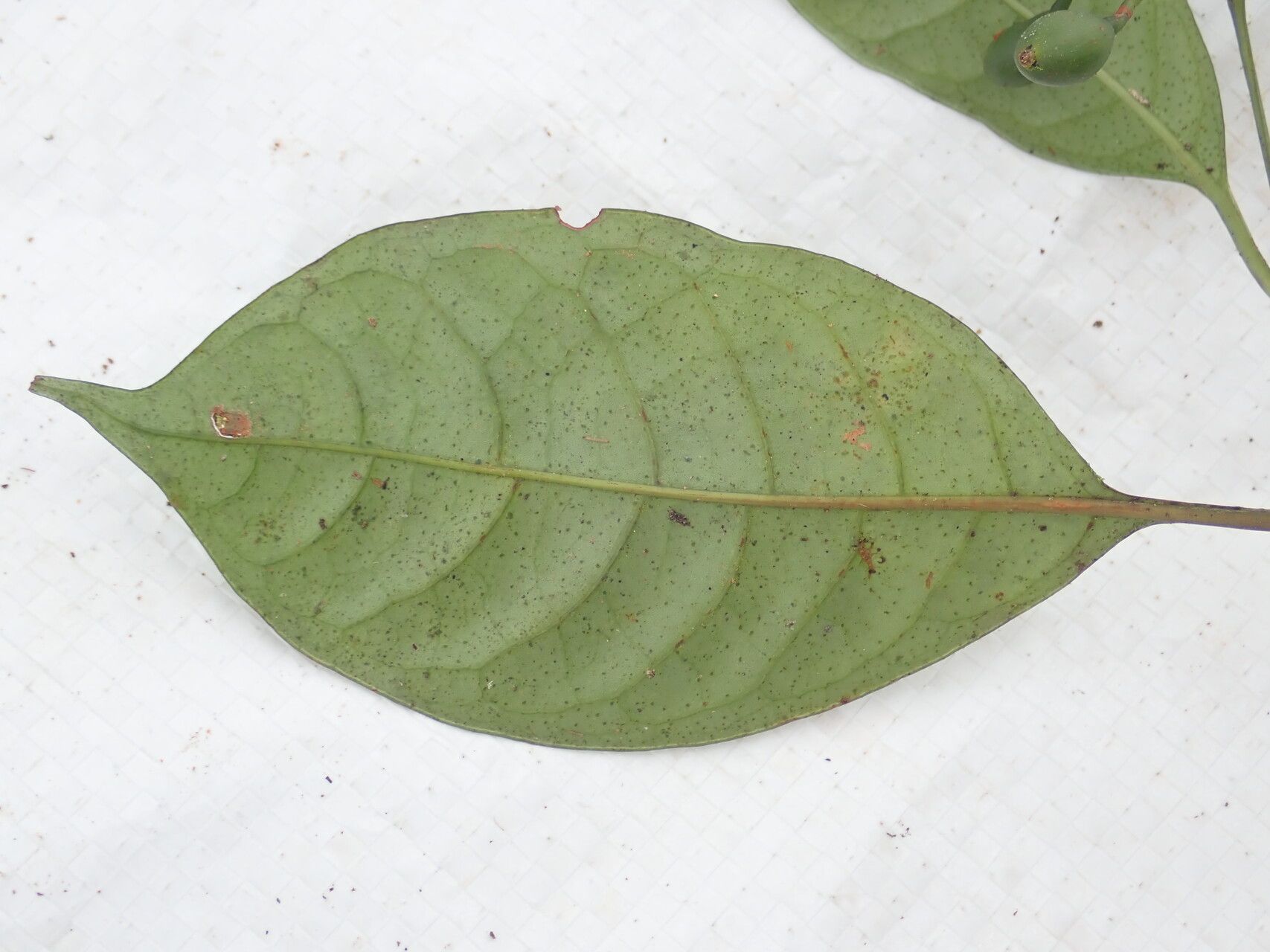 Psychotria solfiana — houseplant care guide