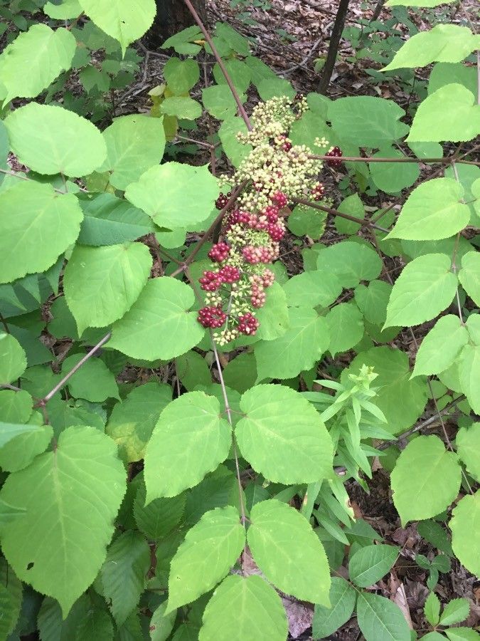 Aralia racemosa flower