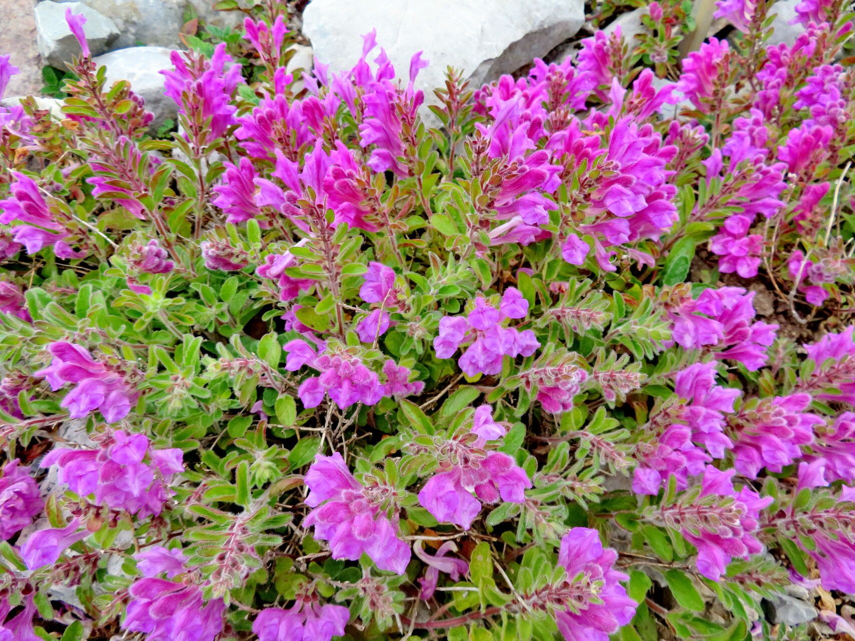 Scutellaria pontica habit