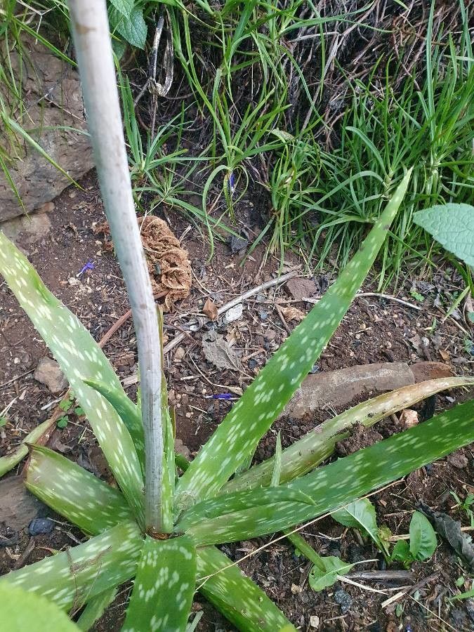 Aloe amudatensis leaf