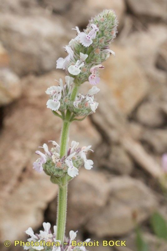 Nepeta granatensis — houseplant care guide