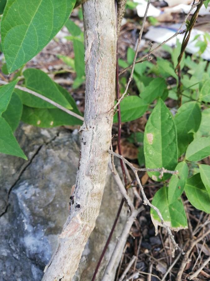 Jatropha gaumeri bark